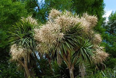 25 BLUE DRACAENA ( Spikes / Broad Leaved Cabbage Tree / Mountain Cabbage ) Cordyline Indivisa Flower Seeds